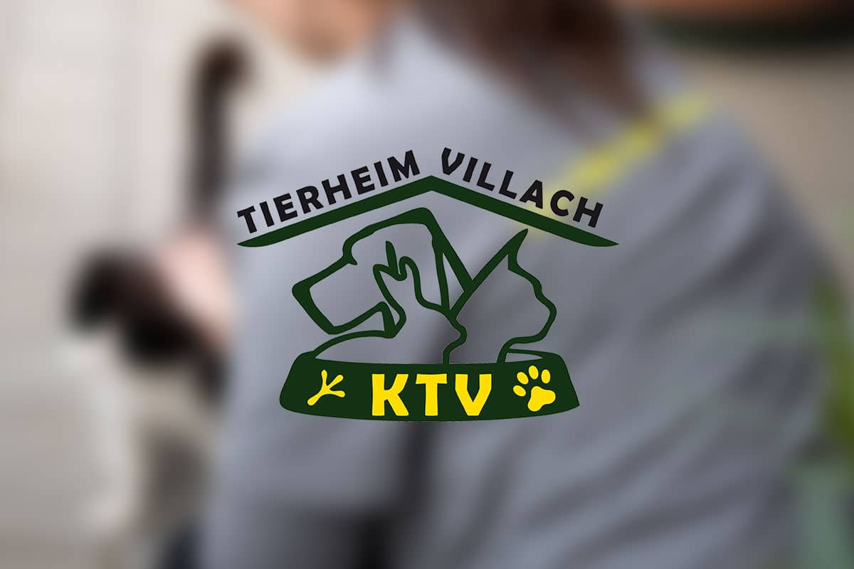 Tierheim Villach Beitragsbild
